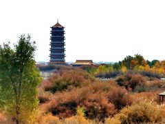 -金塔沙漠胡杨林景区