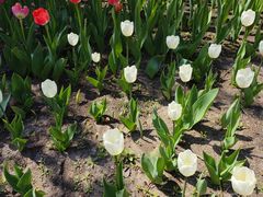 -长春公园(普阳街道)