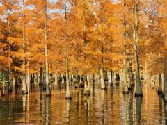 -白鹭湾湿地公园