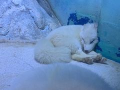 -海合安天津极地海洋公园