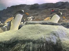-新加坡飞禽公园