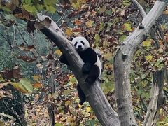 -都江堰中华大熊猫苑