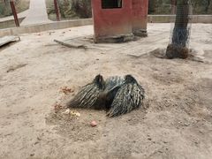 -青藏高原野生动物园