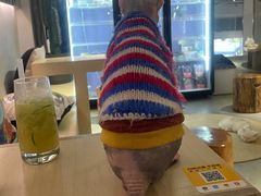 -more than meow吴止猫主题餐厅(承德 中船汇店)