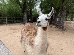 -鄂尔多斯野生动物园