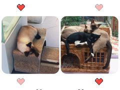 -有猫主题·治愈系猫咖(曾厝垵店)