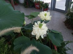 -上海植物园-4号门售票处