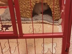 -雨林宠物医院 非犬猫异宠专科