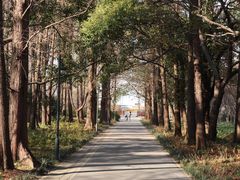 -上海滨江森林公园