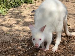 -费瑟代尔野生动物园