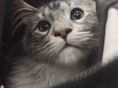 -联合动物医院(光谷诊疗中心)