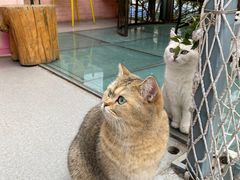 -喵屿·大理花园猫咖
