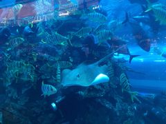 -迪拜水族馆及水下动物园