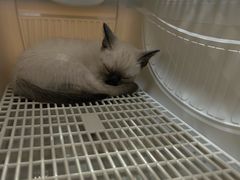 -瑞派宠物医院·犬猫全科·猫友好(宾水西道店)