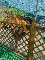 -萌宠亲子动物乐园(槐房万达店)