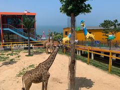 -西霞口神雕山野生动物世界