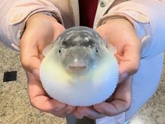 -肆月河豚·淮扬菜·湘菜(华天店)