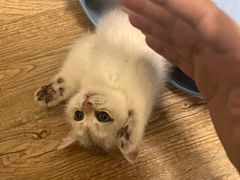 -小猫来了·猫舍(红山六九七九店)