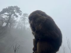 -峨眉山风景名胜区