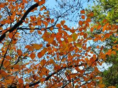 -洛阳白云山景区