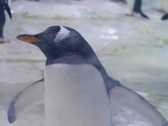 -杭州长乔极地海洋公园