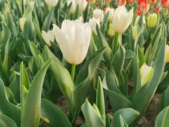 -玄武湖景区-情侣园游乐场