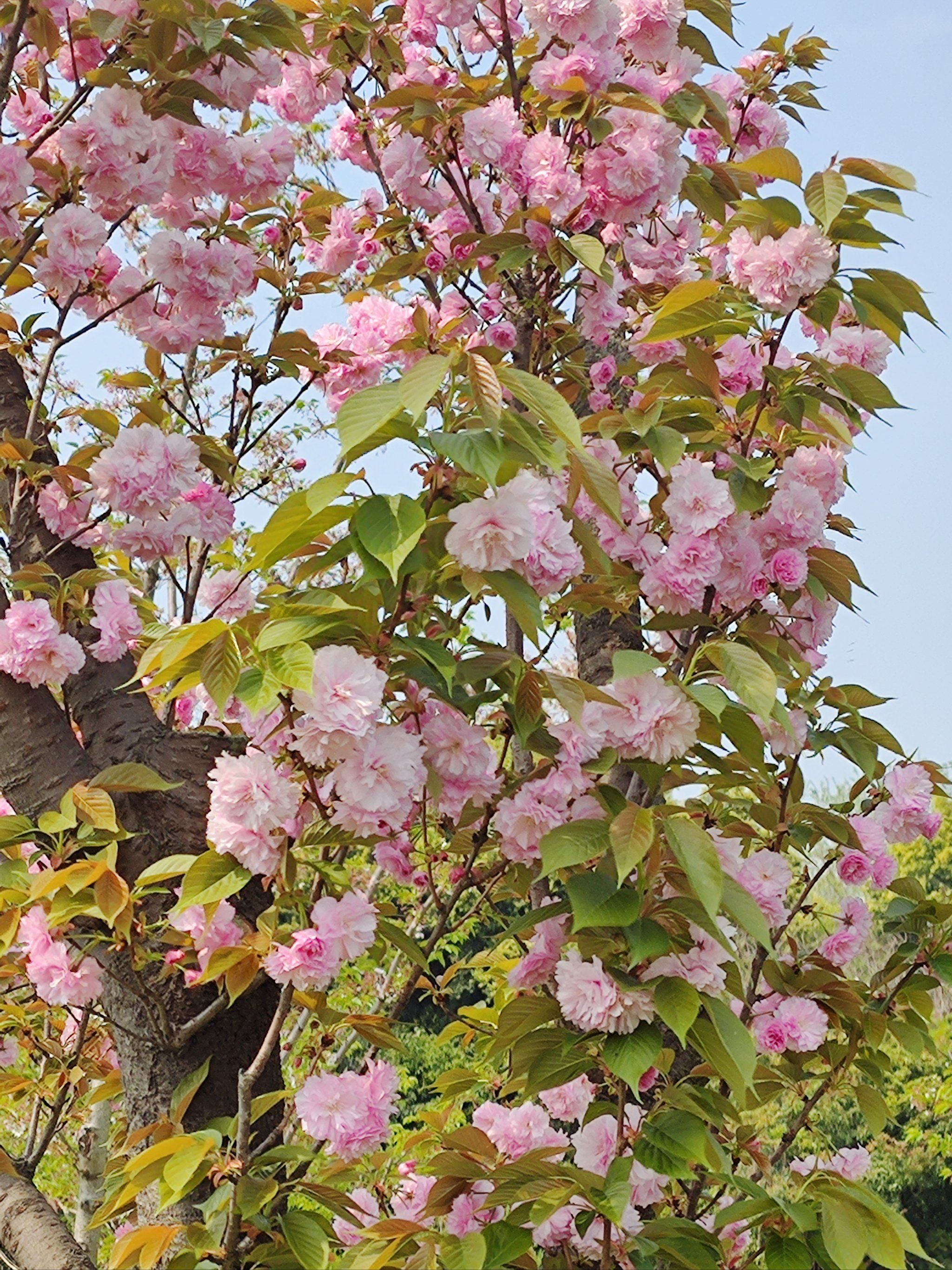春暖花开 来日可期