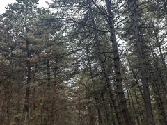 -帽儿山国家森林公园