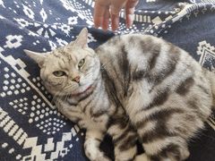 -平行世界·猫咖(首经贸店)