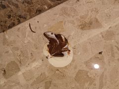 -GODIVA(万象城店)