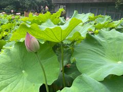 -陈家山荷花公园