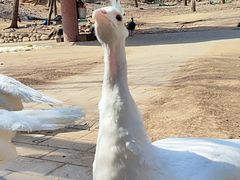 -石家庄市动物园