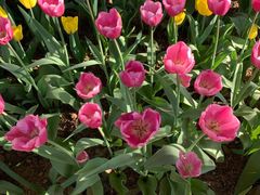 -洛阳郁金香牡丹园