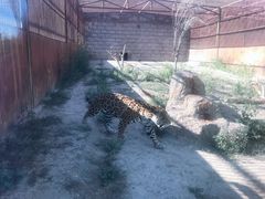 -新疆天山野生动物园