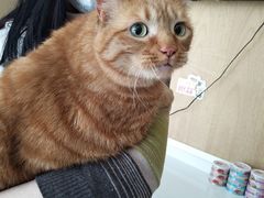 -艾贝尔宠物医院·24H转诊中心·肿瘤猫专科(江宁双龙店)
