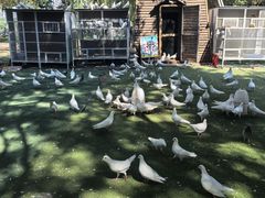 -长白岛森林公园