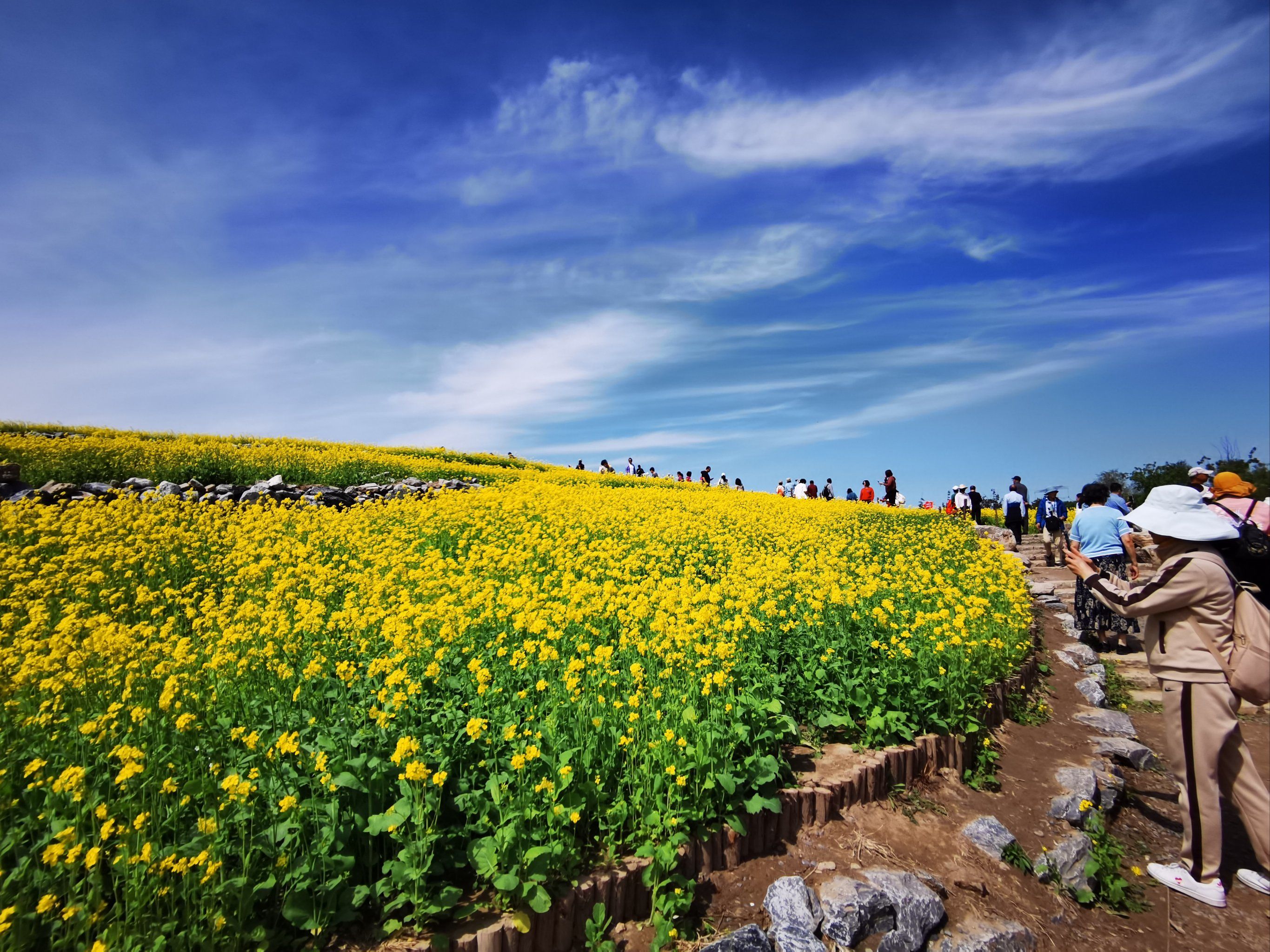 温榆河公园的油菜花开啦