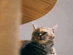 -楼上猫咖(罗湖店)