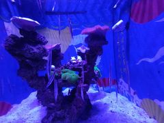 -烟台海昌鲸鲨海洋公园