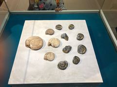 -青岛贝壳博物馆