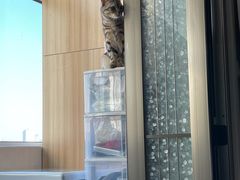 -瑞派天宁宠物医院·猫科·异宠中心