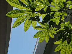 -马黑哥椒麻鸡(清江山水店)