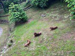 -深圳野生动物园