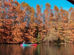 -上海海湾国家森林公园