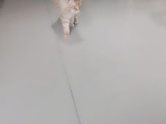 -藏猫猫咖啡主题馆(中央大道店)