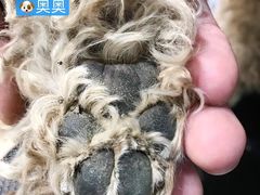 -Double Rui宠物酒店