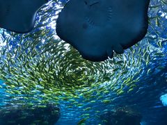 -上海海昌海洋公园
