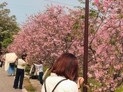 -天适樱花悠乐园