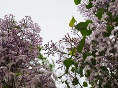 -群力丁香公园