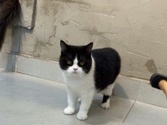 -Heymao猫咖.咖啡厅(东门店)